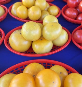 Lemon Boy Tomatoes