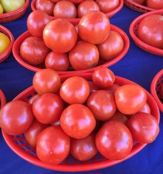 Early Girl Tomatoes